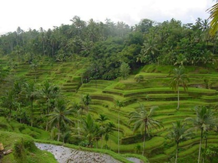 bali surfing tour